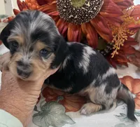 Betsy , a female Miniature Dachshund for sale in Perkins, OK – 1 of 10