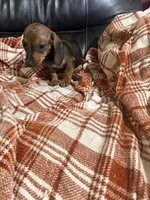 Jamie, a female Miniature Dachshund for sale in Perkins, OK – 5 of 10