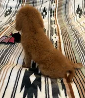 Daisy , a female Cavapoo for sale in Perkins, OK – 6 of 7