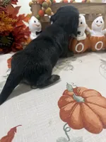 Glory, a female Miniature Dachshund for sale in Perkins, OK – 6 of 10