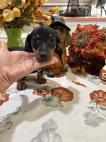 Jay, a male Miniature Dachshund for sale in Perkins, OK – 7 of 8