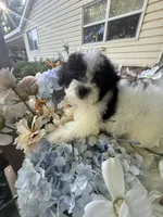 Todd, a male Bichpoo for sale in Perkins, OK – 2 of 10