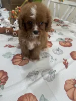 Julie Ann , a female Cavapoo for sale in Perkins, OK – 10 of 10