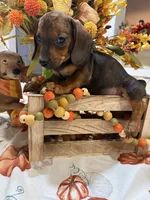 Annie , a female Miniature Dachshund for sale in Perkins, OK – 7 of 7