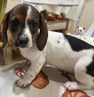 Sadie, a female Miniature Dachshund for sale in Perkins, OK – 4 of 8