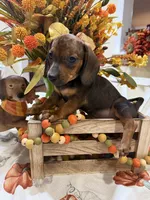 Annie , a female Miniature Dachshund for sale in Perkins, OK – 2 of 7
