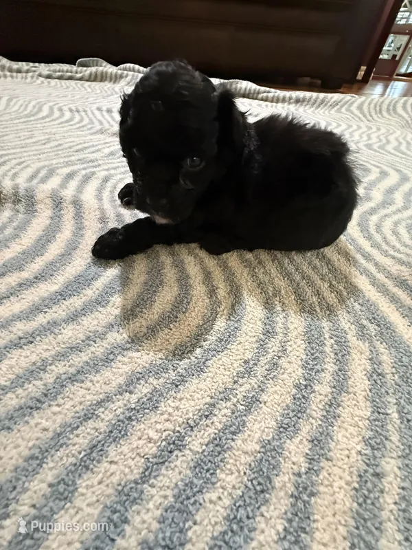 Buddy  – Poodle - Toy  puppy for sale in Perkins, OK