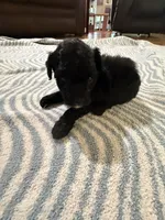 Buddy , a male Poodle - Toy  for sale in Perkins, OK – Photo 3 of 9