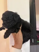 Buddy , a male Poodle - Toy  for sale in Perkins, OK – Photo 7 of 9