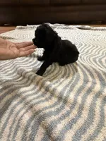 Buddy , a male Poodle - Toy  for sale in Perkins, OK – Photo 8 of 9