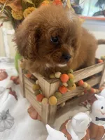 Delta , a female Cavapoo for sale in Perkins, OK – 8 of 8