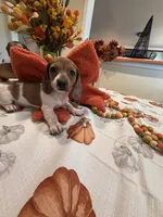 Reba, a female Miniature Dachshund for sale in Perkins, OK – 3 of 10