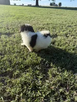 Todd, a male Bichpoo for sale in Perkins, OK – 8 of 10