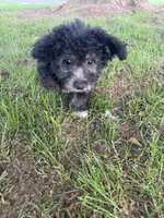 Bubs, a male Bichpoo for sale in Perkins, OK – 4 of 5