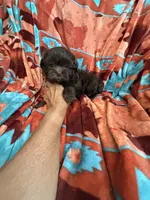 Louie , a male Shihpoo for sale in Perkins, OK – 3 of 9