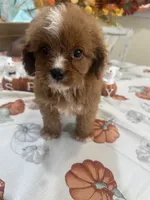 Julie Ann , a female Cavapoo for sale in Perkins, OK – 2 of 10