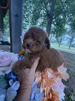 Ricardo, a male Poodle - Miniature  for sale in Perkins, OK – 9 of 9