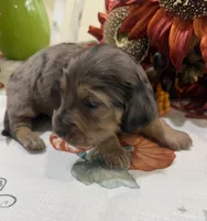 Lincoln , a male Miniature Dachshund for sale in Perkins, OK – 7 of 9