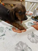 Annie , a female Miniature Dachshund for sale in Perkins, OK – 6 of 7