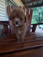 Ricardo, a male Poodle - Miniature  for sale in Perkins, OK – 6 of 9