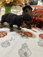 Jay, a male Miniature Dachshund for sale in Perkins, OK – 4 of 8