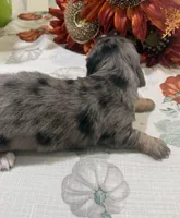 Liberty , a female Miniature Dachshund for sale in Perkins, OK – 7 of 8