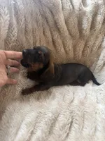 Todd, a male Miniature Dachshund for sale in Perkins, OK – 7 of 7
