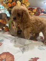 Zeus, a male Cavapoo for sale in Perkins, OK – 3 of 8