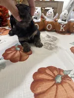 Glory, a female Miniature Dachshund for sale in Perkins, OK – 7 of 10