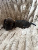 Todd, a male Miniature Dachshund for sale in Perkins, OK – 4 of 7