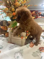Zion , a male Cavapoo for sale in Perkins, OK – 4 of 9