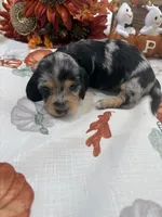 Betsy , a female Miniature Dachshund for sale in Perkins, OK – 9 of 10