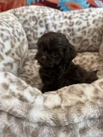 Chewy , a male Shihpoo for sale in Perkins, OK – 9 of 9
