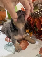 Lincoln , a male Miniature Dachshund for sale in Perkins, OK – 4 of 9