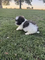 Ricky, a male Bichpoo for sale in Perkins, OK – 7 of 8
