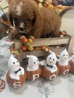 Julie Ann , a female Cavapoo for sale in Perkins, OK – 3 of 10