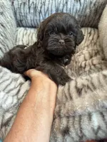 Teddy , a male Shihpoo for sale in Perkins, OK – 9 of 9