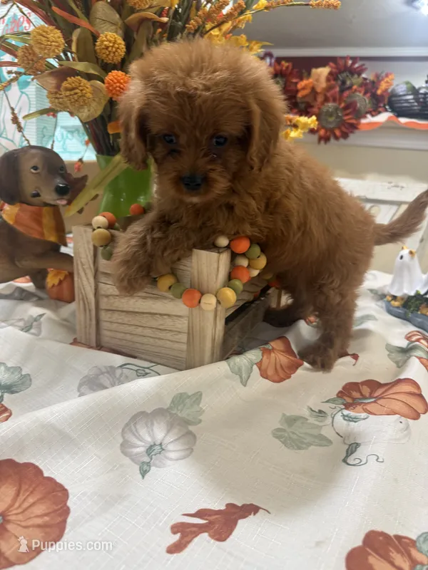 Zion  – Cavapoo puppy for sale in Perkins, OK