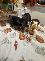 Harry , a male Miniature Dachshund for sale in Perkins, OK – 2 of 10