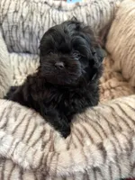 Freddy, a male Shihpoo for sale in Perkins, OK – 1 of 9