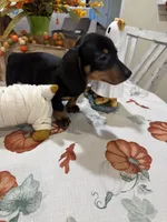 Flora , a female Miniature Dachshund for sale in Perkins, OK – 6 of 7