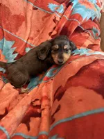 Wally , a male Miniature Dachshund for sale in Perkins, OK – 7 of 9