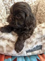 Chewy , a male Shihpoo for sale in Perkins, OK – 8 of 9