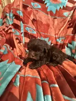 Louie , a male Shihpoo for sale in Perkins, OK – 8 of 9