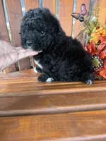 Bella, a female Bichpoo for sale in Perkins, OK – 1 of 9