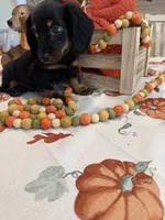 Neil , a male Miniature Dachshund for sale in Perkins, OK – 10 of 10
