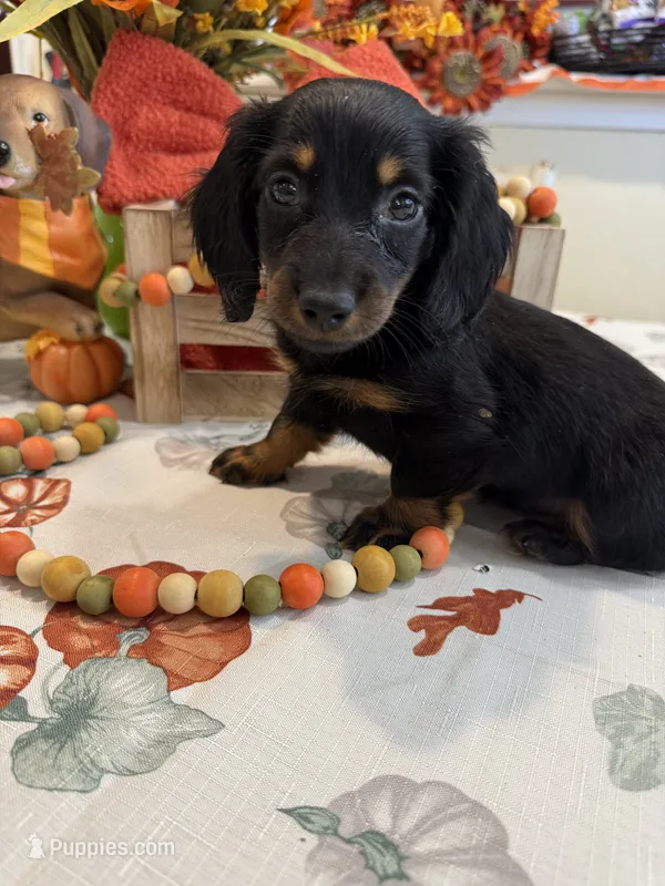 Neil  – Miniature Dachshund puppy for sale in Perkins, OK