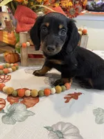 Neil , a male Miniature Dachshund for sale in Perkins, OK – 1 of 10