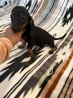 Chanel , a female Miniature Dachshund for sale in Perkins, OK – 4 of 6