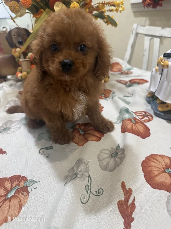 Poppy  – Cavapoo puppy for sale in Perkins, OK
